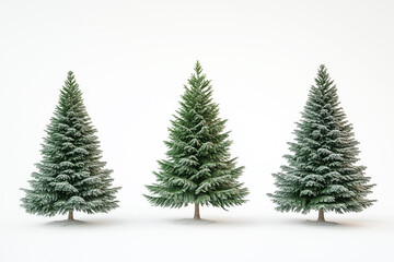 Fototapeta premium White background with three Christmas trees blanketed in snow