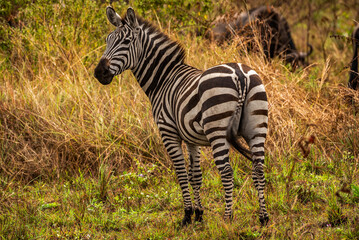 Zebras at Serengeti National Park, Tanzania