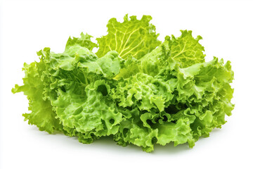 Fresh lettuce isolated on white background