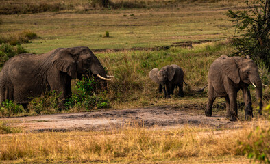 Fototapeta premium Elephants at Serengeti National Park, Tanzania
