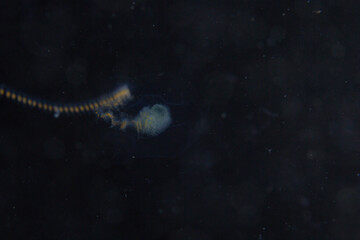 PG Island, Oriental Mindoro Province, Philippines - Close-up of marine life