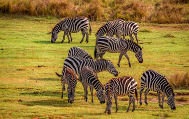 Fototapeta premium Zebras at Serengeti National Park, Tanzania