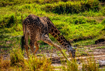 Giraffe at Serengeti National Park, Tanzania