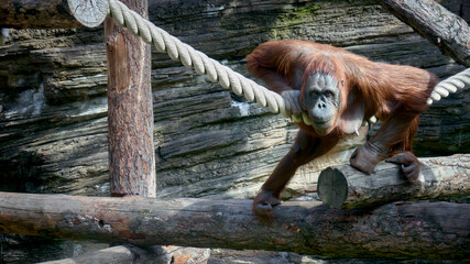 Orangutans (orang) of the Moscow zoo © jahorimine