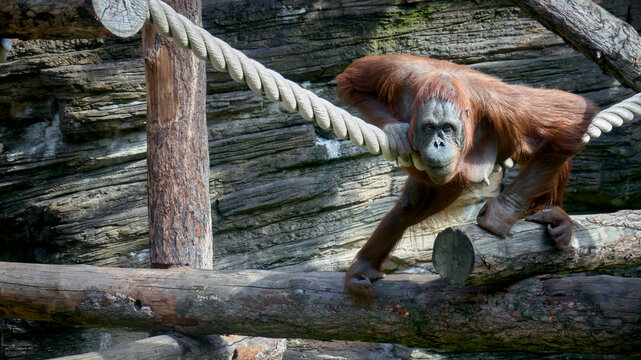 Orangutans (orang) of the Moscow zoo