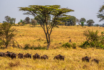 Fototapeta premium Wildebeest migration at Serengeti National Park, Tanzania