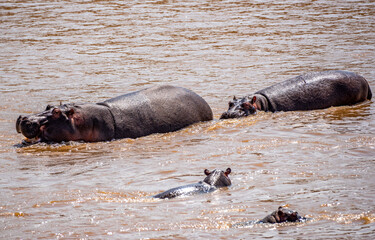 Fototapeta premium Hippos at Serengeti National Park, Tanzania