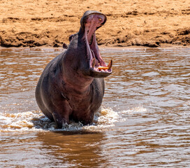 Hippos at Serengeti National Park, Tanzania