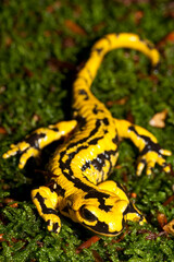 Salamandra en musgo. Zona Somport (Huesca)