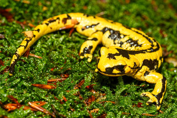Salamandra en musgo. Zona Somport (Huesca)