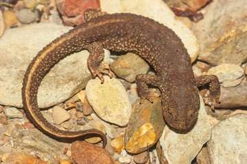 Tritón pirenaico

