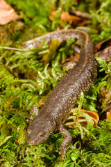 Tritón pirenaico
