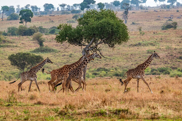 Giraffes at Serengeti National Park, Tanzania