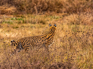 Serval at Ngorongoro Conservation Area, Tanzania