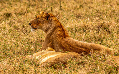 Lions, Ngorongoro Conservation Area, Tanzania