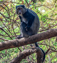 Blue Monkey at Lake Manyara National Park, Tanzania