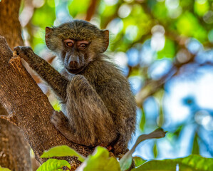 Baboon at Lake Manyara National Park, Tanzania