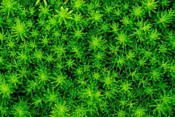 top down of green Sedum lineare plant background