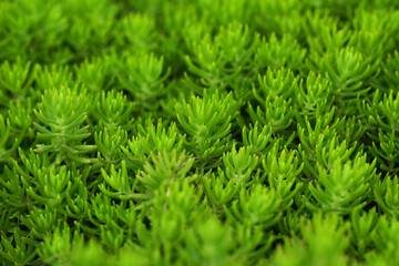 green Sedum lineare plant background