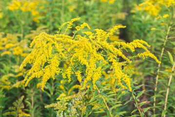 European goldenrod, .Solidago virgaurea yellow flowers closeup selective focus