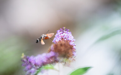 hummingbird hawk-moth feeding on a butterfly bush on blurred background. Selective focus.