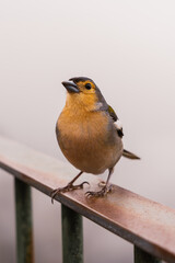 Vogel