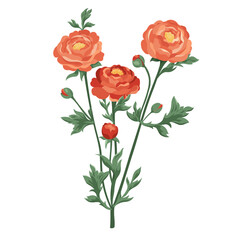 Red ranunculus bunch with buds. Hand drawn composition of flowers. Blooming buttercups Vector flat plants design elements for print, card, flyer, banner isolated white background