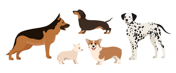 Set of five dogs isolated on a white background. Chihuahua, dachshund, shepherd and dalmatian dogs.