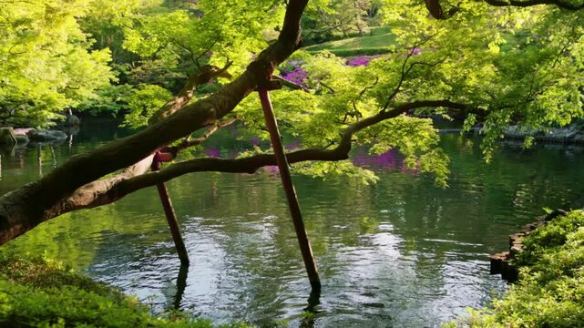 traditional zen Japanese garden in Tokyo in summer with a pond and Japanese maples trees, sunshine in Japanese garden, decorative garden in Tokyo