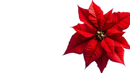 Obraz premium Closeup of a beautiful vibrant red poinsettia flower with lush tropical looking petals isolated on a clean white background with copy space for text or design