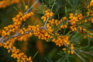 Sea buckthorn berries on a branch in the garden.