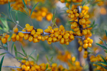 Sea buckthorn berries on a branch in the garden.