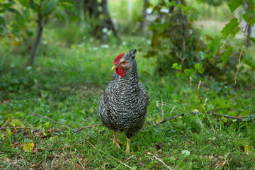 Chicken on green grass in the garden. Village life with domestic birds.