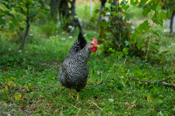 Chicken on green grass in the garden. Village life with domestic birds.