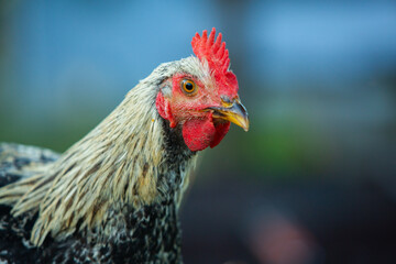 Chicken on green grass in the garden. Village life with domestic birds.