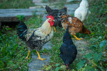 Chicken on green grass in the garden. Village life with domestic birds.