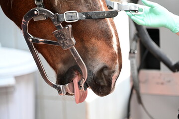 Zahnbehandlung beim Pferd © Grubärin