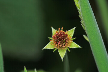 greater quaking grass plant macro photo