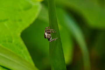 蓮の葉の上で獲物を探すハエトリグモ