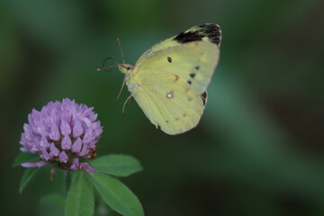 花の蜜を吸うモンキチョウ