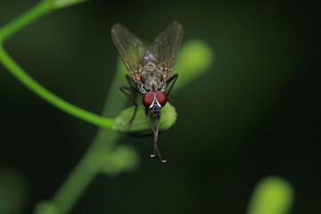 macro photo of housefly facing back