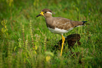 Yellow-wattled Lapwing Vanellus malabaricus bird endemic to the Indian Subcontinent, dry plains of peninsular India, dull grey brown with a black cap, yellow legs, on the green background