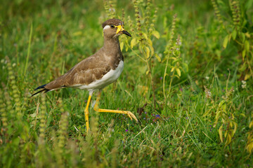 Yellow-wattled Lapwing Vanellus malabaricus bird endemic to the Indian Subcontinent, dry plains of...