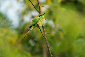 Asian green bee-eater Merops orientalis also Little green bee-eater, bird in Sri Lanka widely distributed across Asia from coastal southern Iran east through the Indian subcontinent to Vietnam