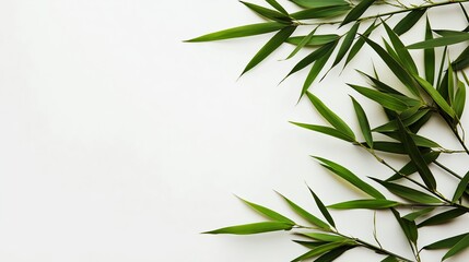 Obraz premium Bamboo leaves on a white backdrop with copy space image.