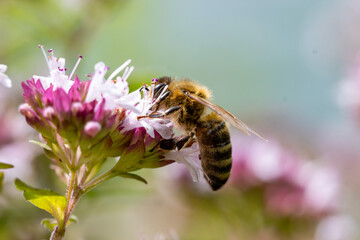 Honigbiene auf Oregano Blühte - Apis mellifera auf Origanum