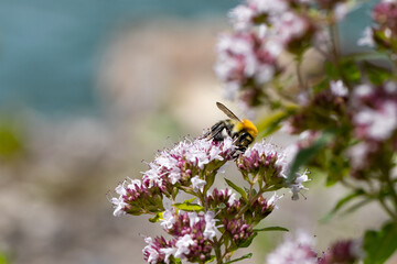 Ackerhummel auf Oregano Blühte - wilde Hummel - Bombus pascuorum auf Origanum