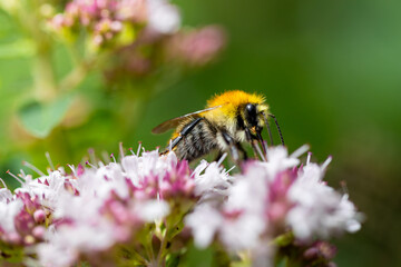 Ackerhummel auf Oregano Blühte - wilde Hummel - Bombus pascuorum auf Origanum