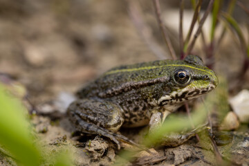 Wasserfrosch Nahaufnahme - Pelophylax