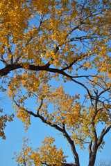 autumn tree in the sky